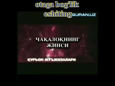 Чакалокнинг жинси видео — узбекистон