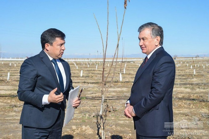 Shavkat mirziyoev yakkabog tumanida barpo etilayotgan yongoqzor va bodomzorni borib kurdi — ozbekiston