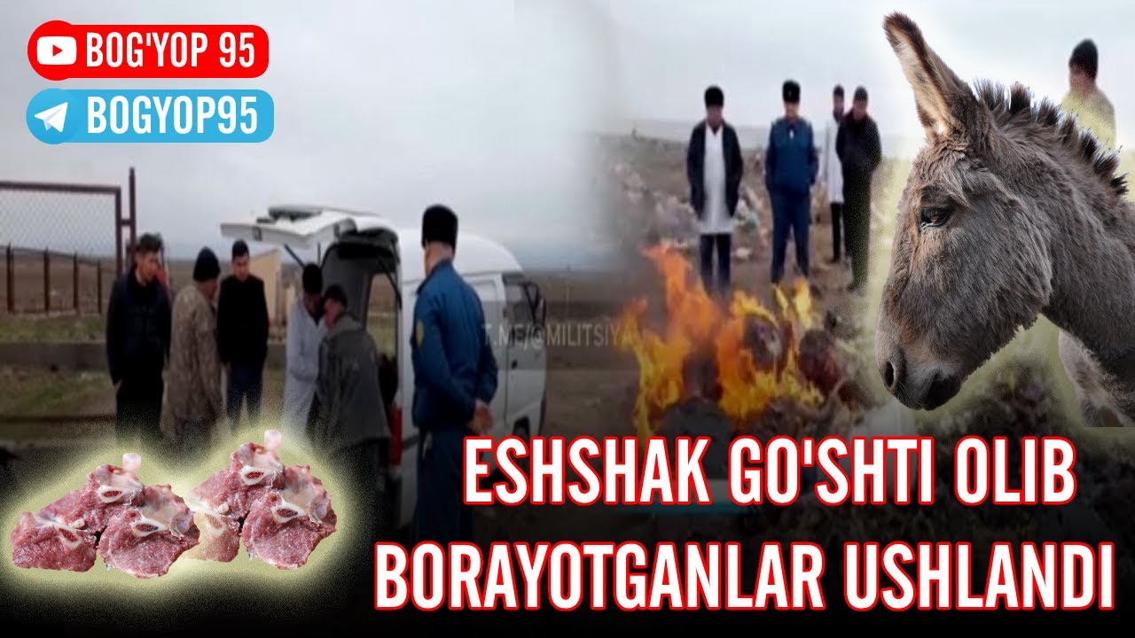 Toshkentda khorazmdan eshak gushti olib kelganlar ushlandi — ozbekiston