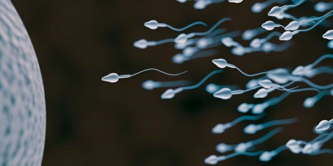 Urug sperma sifatini oshirish mahsulotlar dorilar urugni kupaytirish uchun tavsiyalar — ozbekiston